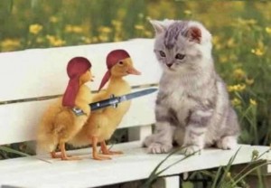Patos contra gatos