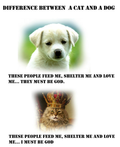 Diferencia-perros-gatos